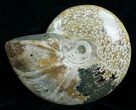 Wide Polished Cleoniceras Ammonite #5811-1